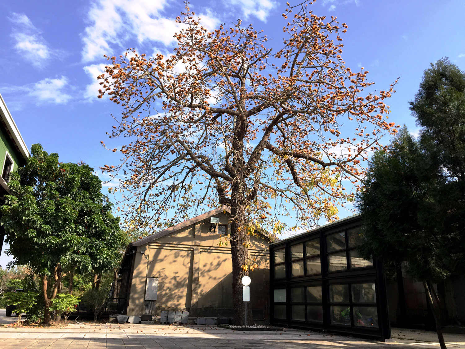 Siao-Long Cultural Park: hundred-year-old kapok tree