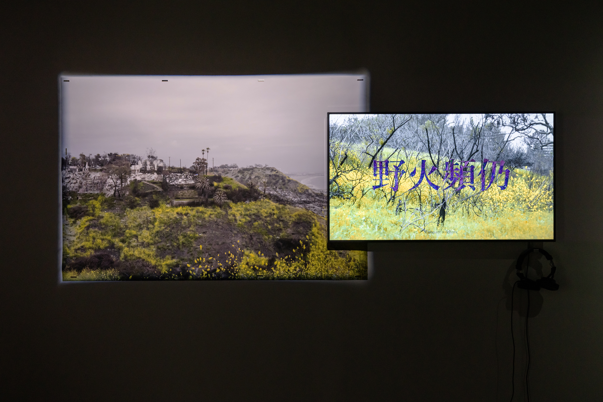 黑芥的寓言（Parable of the Black Mustard）作品裝置局部照，文化部25屆駐村藝術家聯展《The Artworlders：藝世界漫遊》，臺灣當代文化實驗場1